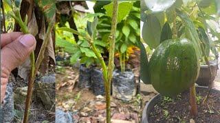 Simple Technique For Grafting Avocado Inserts For Beginners  grow avocado from seed