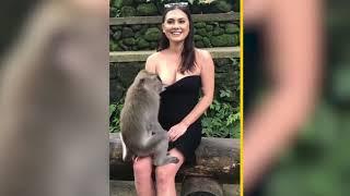 Monkey pulls down tourist’s dress Video New York Post