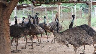 ఈము కోడి గురించి అరుదైన విశేషాలు  Emu Bird Farm  Amazing Ostrich Farming