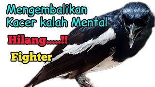 cara mengembalikan Kacer kalah mental hilang fighter