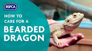 How to care for a bearded dragon