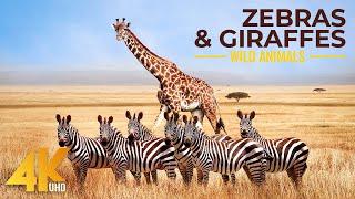 4K African Animals - Zebras and Giraffes - Amazing African Wildlife Footage - Kalahari Desert