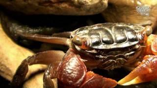 Red Clawed Crab Sesarma bidens - Close look and Attack on the Cam - Animalia Kingdom Show