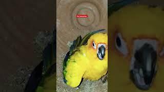 Dancing Sun Conure Parrot  #shorts #ytshorts #youtubeshorts #sunconure