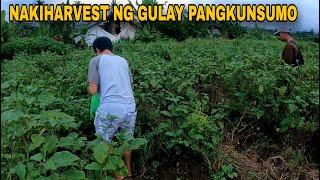 harvest ng gulay pangkunsumo