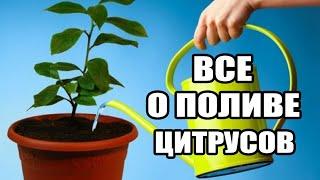 Полив домашнего лимона.Золотые правила поливаошибки полива цитрусов в домашних условиях