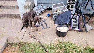 Spoiled rice and no water chained dog fainted because Owner wanted to teach him a lesson