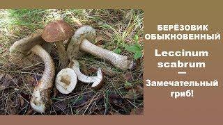 Подберёзовик обыкновенный - Leccinum scabrum - замечательный гриб