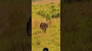 Leopard #wildlife #shortsfeed #viralvideo #wildlife