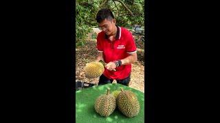 Must Try Malaysian Durian Fruit Cutting Mater - Malacca Durian Heng