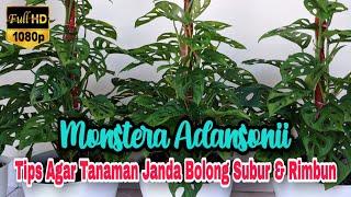 Tips dan Trik Agar Tanaman Janda Bolong atau Monstera Adansonii Subur dan Rimbun