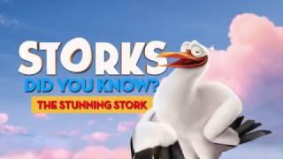 Storks- Did You Know? The Stunning Stork