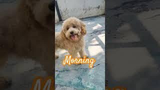 Anjing poodle dipagi hari ngapain aja ya # redpoodle #silverpoodle #anjinglucu