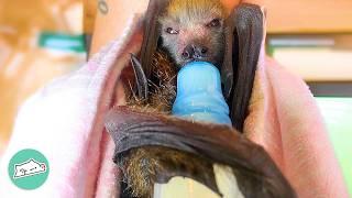 Woman Saves Hungry Bats And Gives Them A New Home  Cuddle Buddies