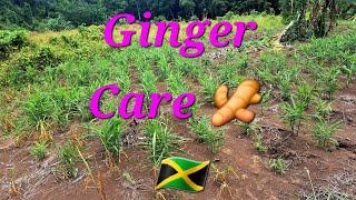Spice Up Your Life Ginger Care #diy #fruitsfidiyutes #fyp #ginger #nature #farming