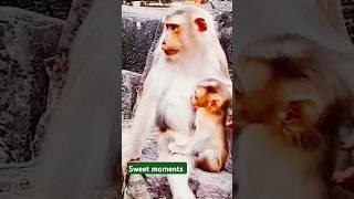 With her children #animalshorts #monkey #monkey4u #cute #babymonkey