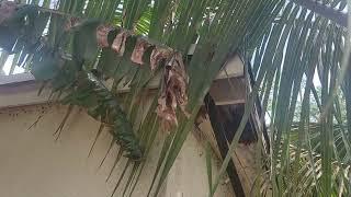 Maugli Van removing cactus tree from home wall..