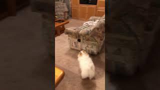 Hilarious Pomeranian Funny Dog Barking and Running in Playtime