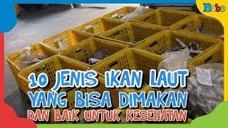 10 Jenis Ikan Laut yang Bisa Dimakan dan Baik Untuk Kesehatan