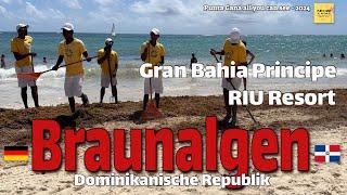 Punta Cana Braunalgen check im Juli 2024 am Gran Bahia und RIU Resort Strand