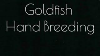 How to Breed goldfish using Hand breeding method. #fishbreeding #goldfish #video #tutorial