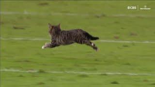 Cats running on fields Cat interference compilation