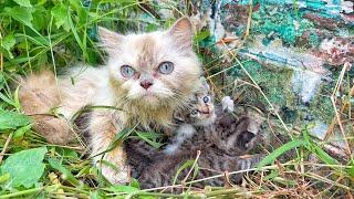 This Mother Cat was living with her kittens where not a single drop of water