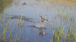 CLOSED THE SPRING SEASON BEAUTIFULLY HUNTING A DRAKE WITH A DECOY DUCK