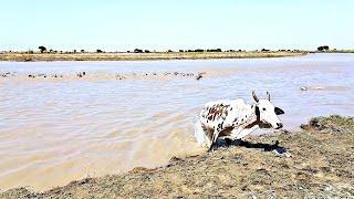 Twenty cows crossed the huge river without fear Cow  A cow has its own power of 30 kg