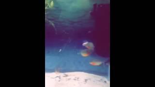 6 young piranhas eat a feeder mouse