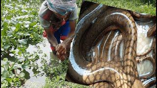 Mancing belut yang menakjubkan dengan kail di kolam desa.