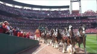 Alex meets the famous Budweiser Clydesdales as part of World Wish Day on April 29 2011