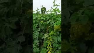 Multiplex aakarshan cucurbits fruit fly traps