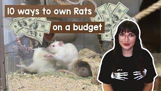 10 ways to own Rats on a budget