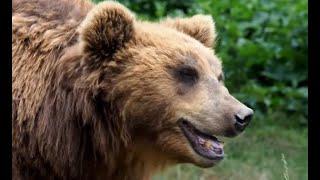 Grizzly Bear Attacks Mark Matheny And Leads To Modern Bear Spray
