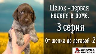 Щенок в доме - первая неделя.