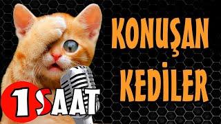 Konuşan Kediler 1 Saat - Sinema Tadında Komik Kediler - Yeni Bölüm