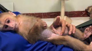 Baby monkey Miker sleeping on mother for a nap