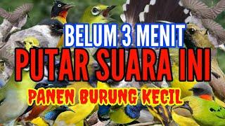 suara pikat semua jenis burung kecil paling ampuh  ini baru biyangnya pikat mp3 anti zoonk