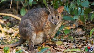 Pademelon Footage Red legged Red necked and Tasmanian