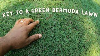 The Key To A Green Bermuda lawn  Sand Level Results