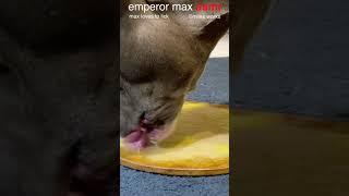 Max Shorts  Eggs  ASMR DOG LICKING  No Talking  #Shorts