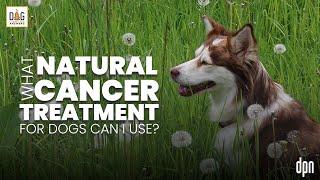 What Natural Cancer Treatment for Dogs Can I Use?  Dr. Nancy Reese Q&A