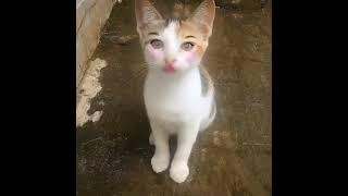 kucing ga ada ahlak