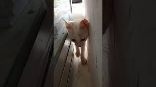 meong mengamati bahasa inggris