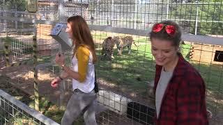 Tiger Tales Jeff Lowe Gets Bitten by a Lion when trying to impress video crew discusses bad choice