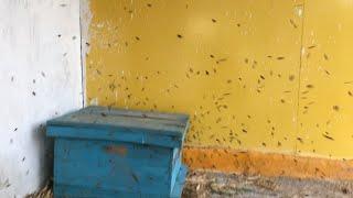 Apis mellifera bees attack on Apis cerana honeycolony. Honey Robbery GB MOUNTAIN HONEY