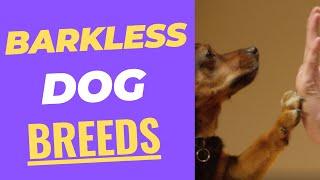 Top 10 Most Quiet Dog Breeds  Dogs That Dont Bark Much  Barkless Dog Breeds 
