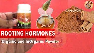 What is Rooting Hormone for plants  Organic Rooting Hormones and Synthetic Indole Butyric Acid