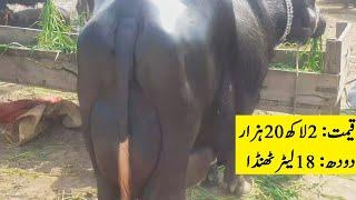 Beautiful & Biggest Udder Buffalo For Sale On Muhammad Noor TV